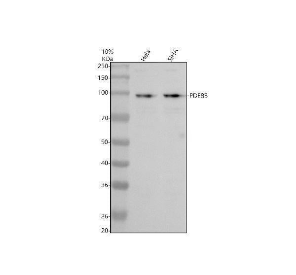 Anti-PDE8B Antibody Picoband® Boster Bio