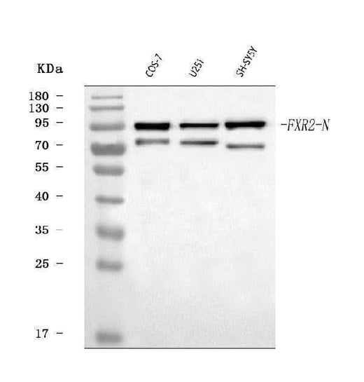 Anti-FXR2 Antibody Picoband® Boster Bio