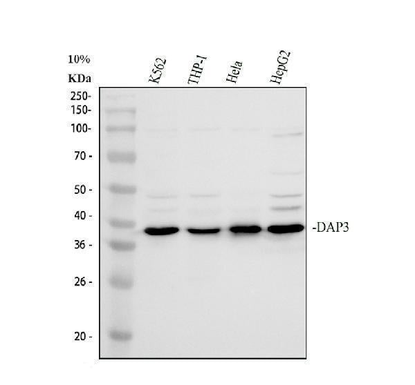 Anti-DAP3 Antibody Picoband® Boster Bio
