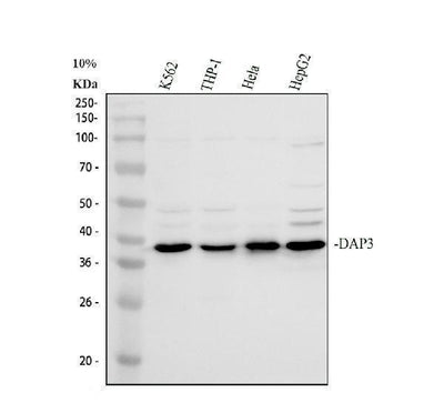 Anti-DAP3 Antibody Picoband® Boster Bio