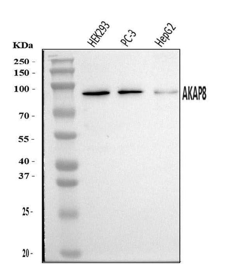 Anti-AKAP 95/AKAP8 Antibody Picoband® Boster Bio