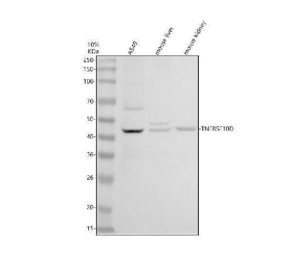Anti-DCR2/TNFRSF10D Antibody Picoband® Boster Bio