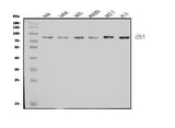 Anti-CENPB Antibody Picoband® Boster Bio