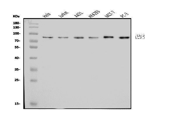 Anti-CENPB Antibody Picoband® Boster Bio