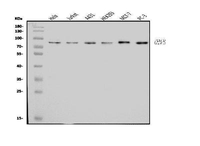 Anti-CENPB Antibody Picoband® Boster Bio