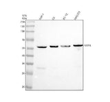 Anti-SIRP Alpha/SIRPA Antibody Picoband® Boster Bio