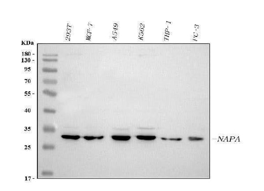 Anti-Alpha SNAP/NAPA Antibody Picoband® Boster Bio
