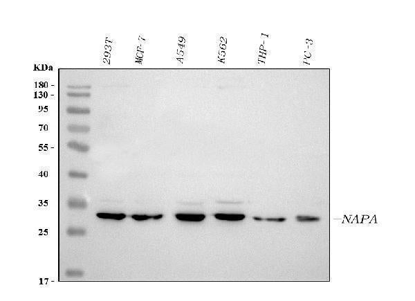 Anti-Alpha SNAP/NAPA Antibody Picoband® Boster Bio