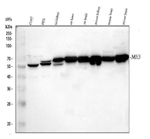 Anti-ME3 Antibody Picoband® Boster Bio