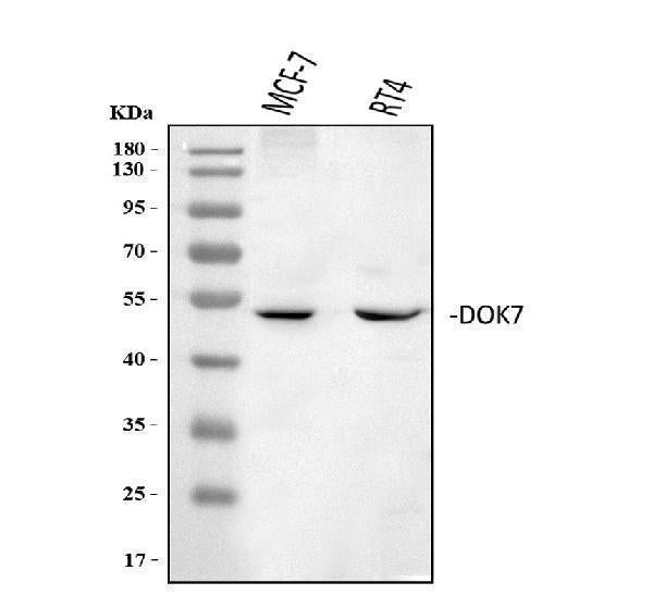 Anti-DOK7 Antibody Picoband® Boster Bio