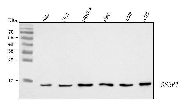 Anti-SSBP1 Antibody Picoband® Boster Bio
