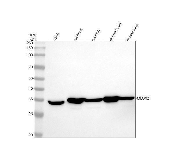 Anti-MEOX2 Antibody Picoband® Boster Bio