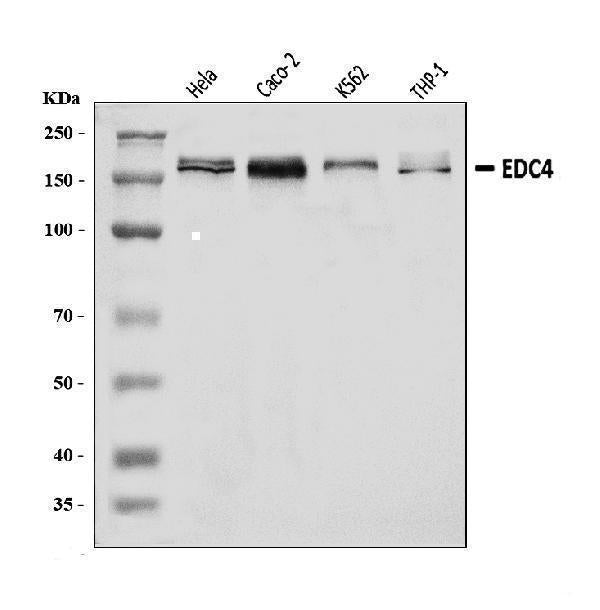 Anti-EDC4 Antibody Picoband® Boster Bio
