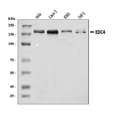Anti-EDC4 Antibody Picoband® Boster Bio