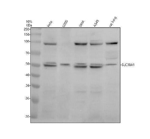 Anti-SLC30A1 Antibody Picoband® Boster Bio