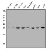 Anti-CTHRC1 Antibody Picoband® Boster Bio