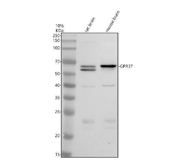 Anti-Pael-R/GPR37 Antibody Picoband® Boster Bio
