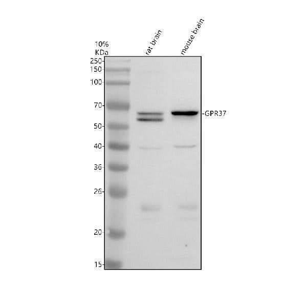 Anti-Pael-R/GPR37 Antibody Picoband® Boster Bio