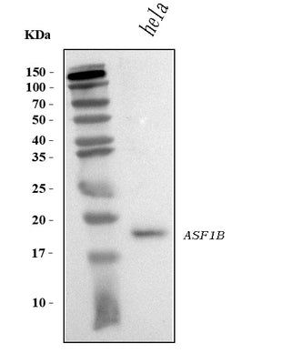Anti-ASF1B Antibody Picoband® Boster Bio
