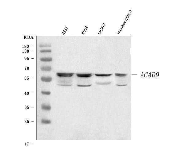 Anti-ACAD9 Antibody Picoband® Boster Bio