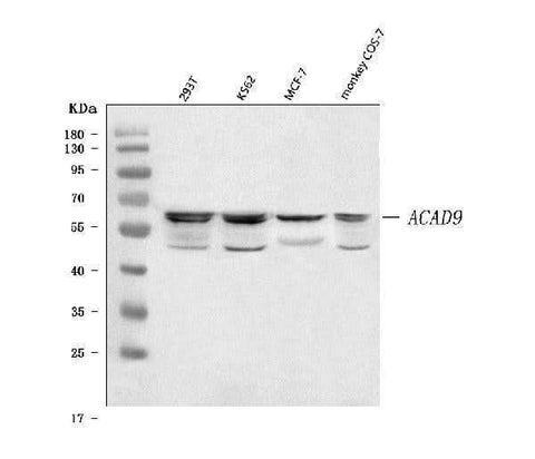 Anti-ACAD9 Antibody Picoband® Boster Bio