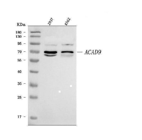 Anti-ACAD9 Antibody Picoband® Boster Bio