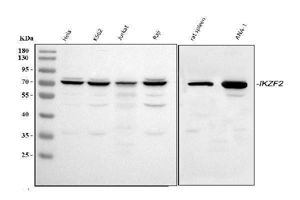Anti-ZNFN1A2/HELIOS/IKZF2 Antibody Picoband® Boster Bio