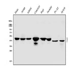 Anti-Cbx8 Antibody Picoband® Boster Bio