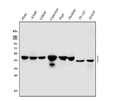 Anti-Cbx8 Antibody Picoband® Boster Bio