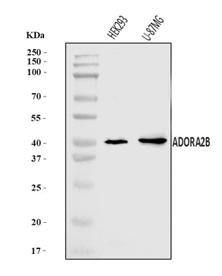 Anti-ADORA2B Antibody Picoband® Boster Bio