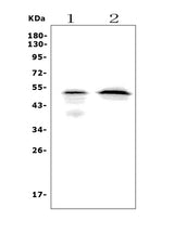 Anti-MAFA Picoband® Antibody Boster Bio