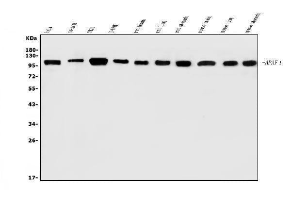 Anti-AFAP/AFAP1 Antibody Picoband® Boster Bio