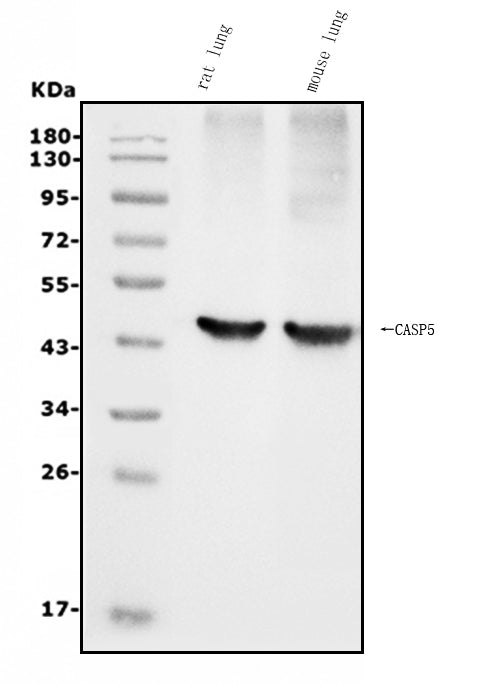 Anti-Caspase-5/CASP5 Antibody Picoband® Boster Bio