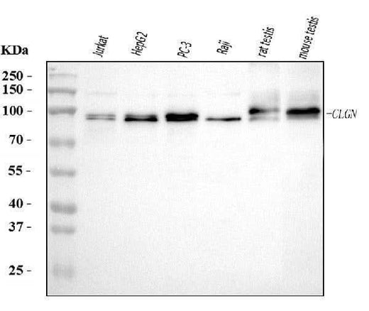 Anti-Calmegin/CLGN Antibody Picoband® Boster Bio
