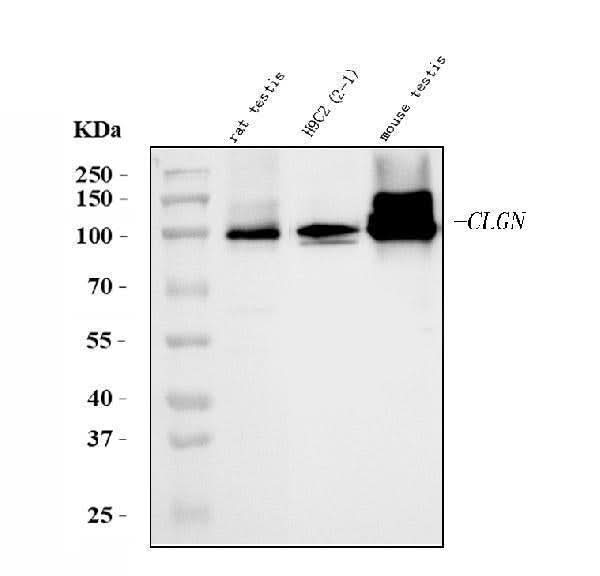 Anti-Calmegin/Clgn Antibody Picoband® Boster Bio