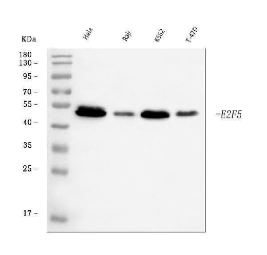 Anti-E2F5 Antibody Picoband® Boster Bio