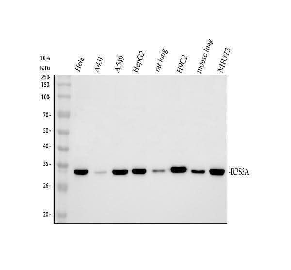 Anti-RPS3A Antibody Picoband® Boster Bio