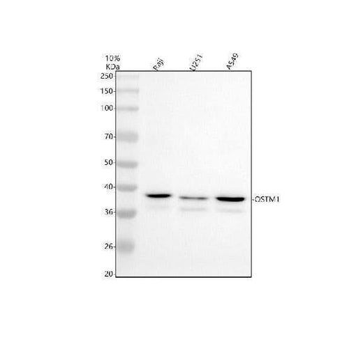 Anti-OSTM1 Antibody Picoband® Boster Bio