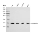 Anti-STRADB Antibody Picoband® Boster Bio