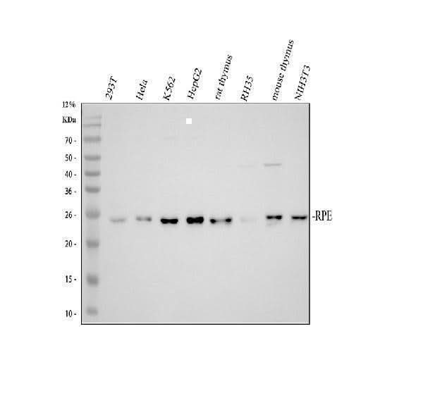 Anti-RPE Antibody Picoband® Boster Bio