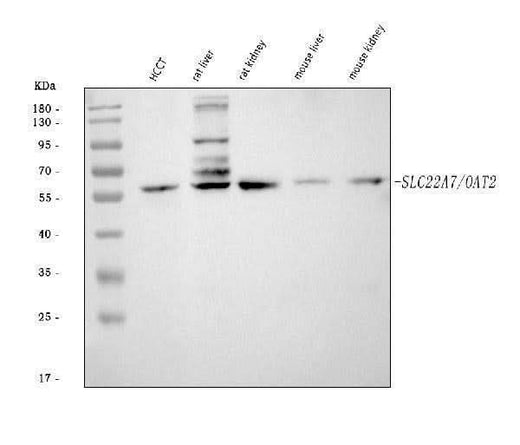 Anti-OAT2/SLC22A7 Antibody Picoband® Boster Bio