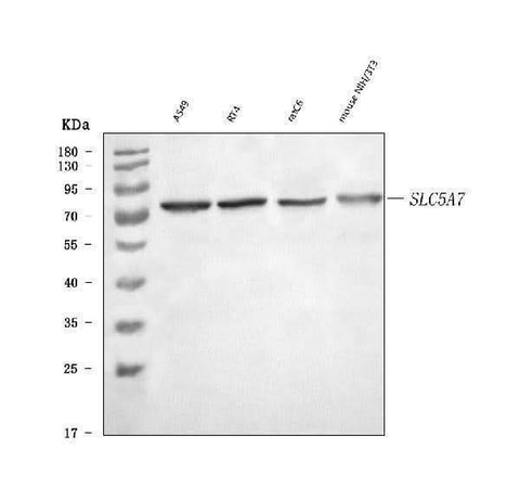 Anti-SLC5A7 Antibody Picoband® Boster Bio
