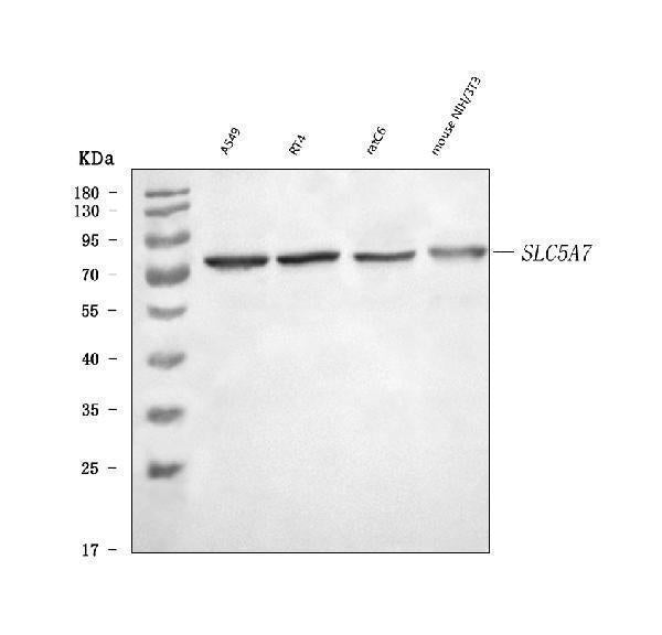 Anti-SLC5A7 Antibody Picoband® Boster Bio