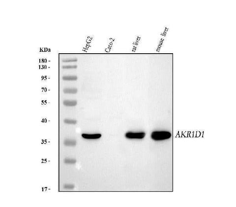 Anti-AKR1D1 Antibody Picoband® Boster Bio