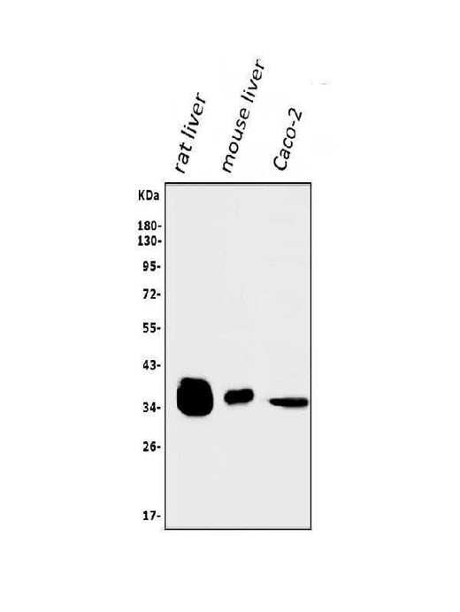 Anti-AKR1D1 Antibody Picoband® Boster Bio