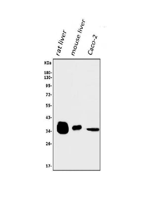 Anti-AKR1D1 Antibody Picoband® Boster Bio