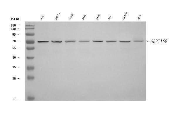 Anti-MSF/SEPTIN9 Antibody Picoband® Boster Bio