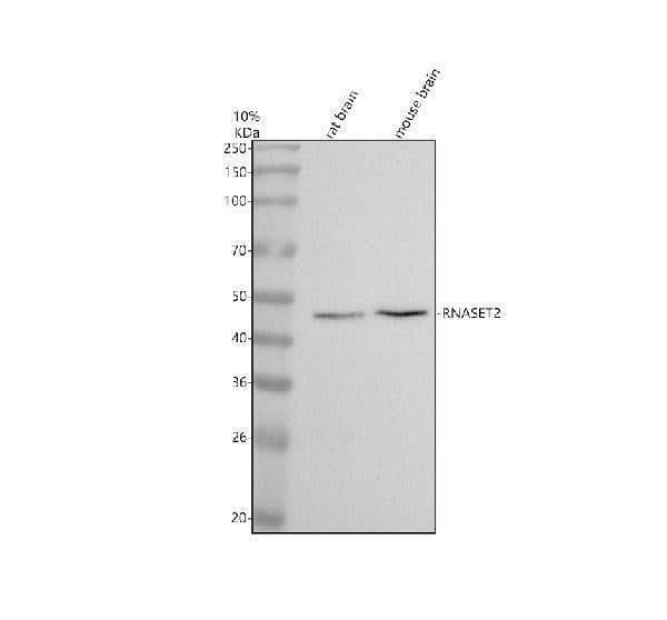 Anti-RNASET2 Antibody Picoband® Boster Bio