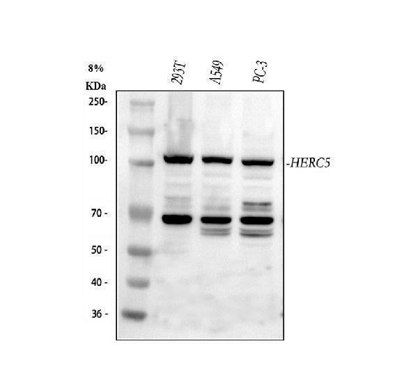 Anti-HERC5 Antibody Picoband® Boster Bio