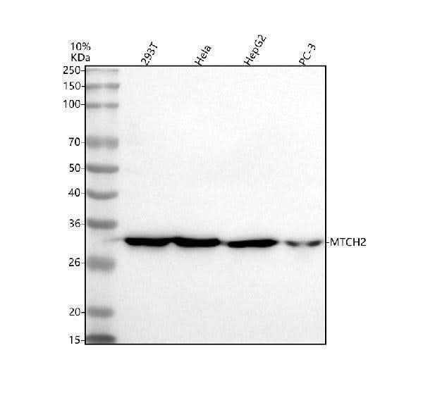 Anti-MTCH2 Antibody Picoband® Boster Bio
